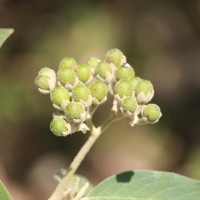 Solanum erianthum D.Don